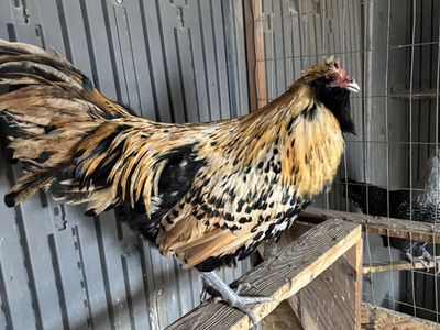 Super Rare Lemon Owlbeard Rooster From Greenfire F