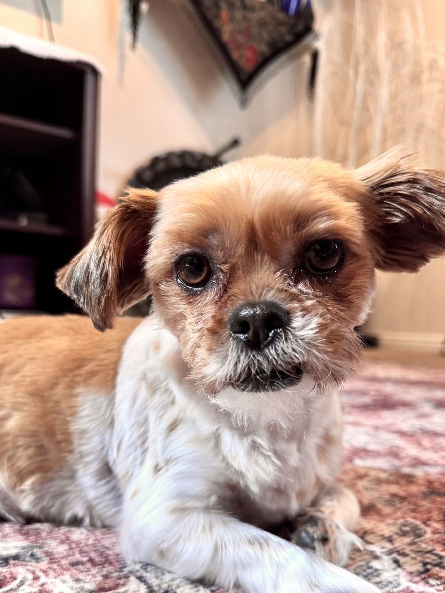 Shorkie - Shih Tzu / Yorkshire Terrior