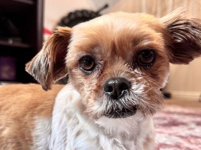 Shorkie - Shih Tzu / Yorkshire Terrior