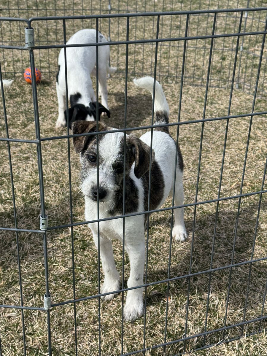 Adorable Puppies Looking For Loving Homes