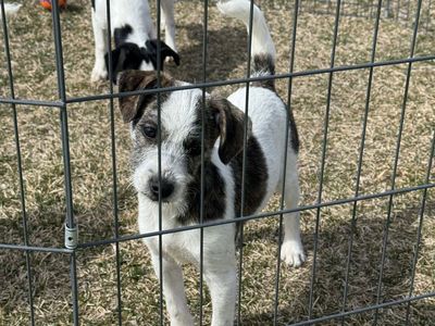 Adorable Puppies Looking For Loving Homes