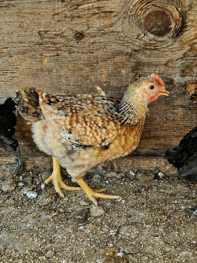 Production Blue Roosters