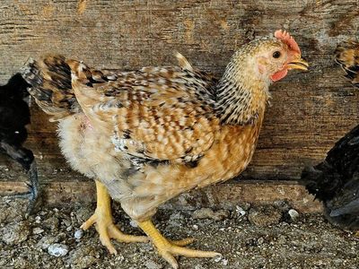 Production Blue Roosters