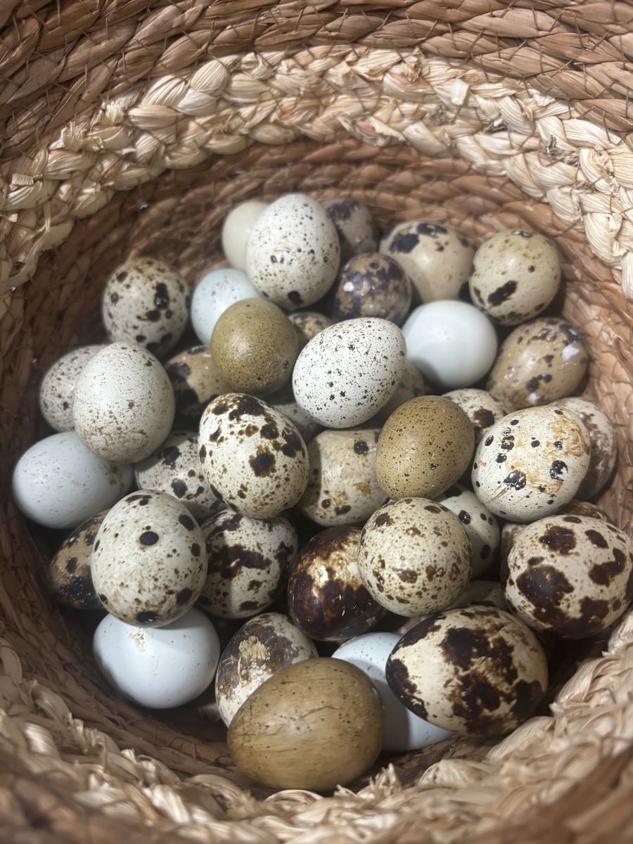 Fresh quail eggs!!