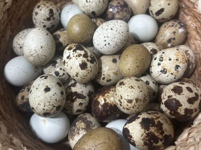 Fresh quail eggs!!
