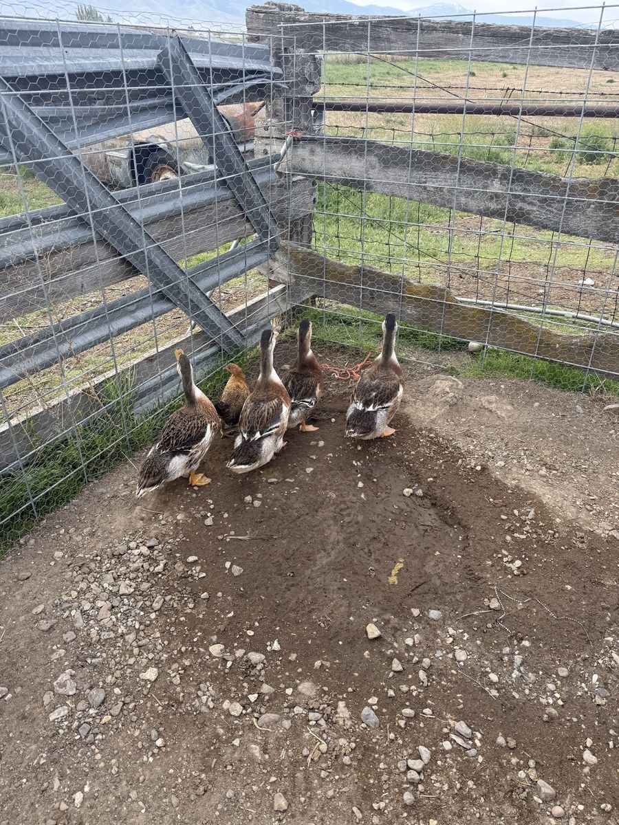 Appleyard ducks