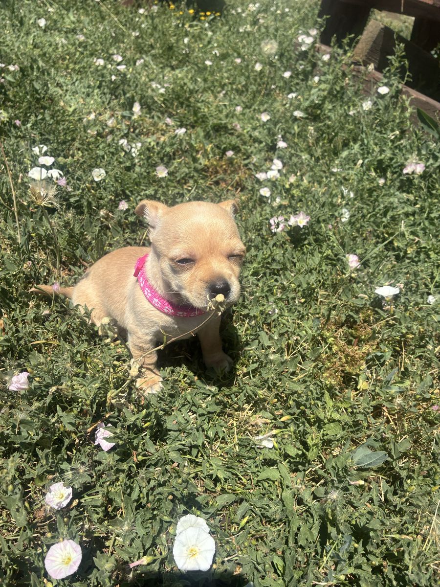 Chihuahuas