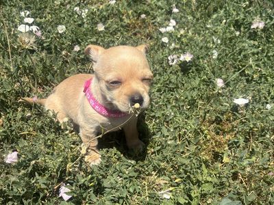 Chihuahuas