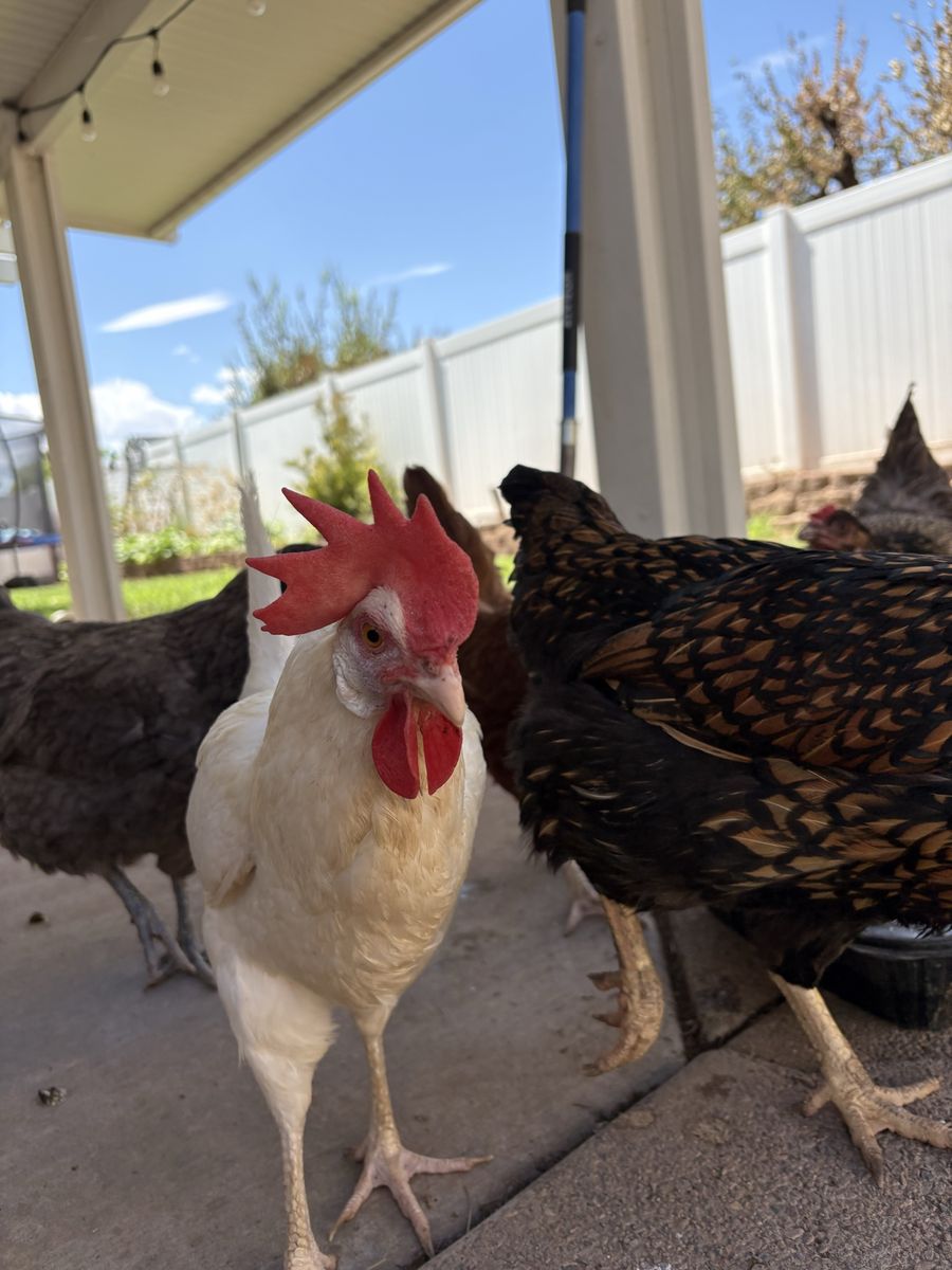 Chickens, adult