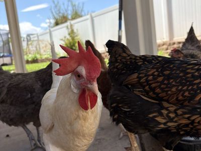 Chickens, adult