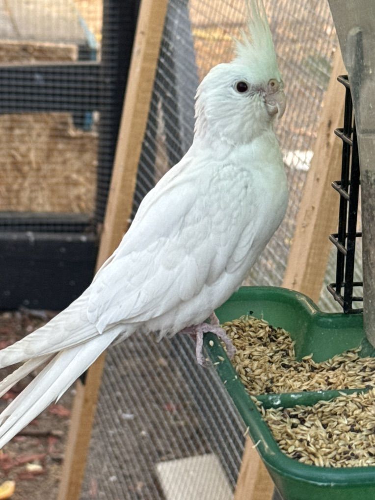 Albino Cockatail Female (wanted)