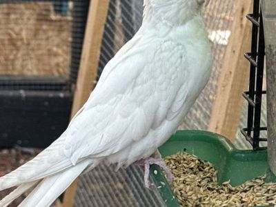 Albino Cockatail Female (wanted)