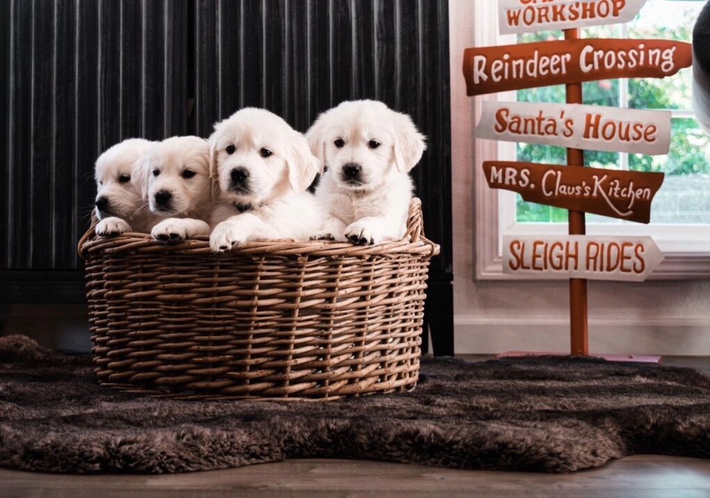 AKC Creme Retriever Puppies, Ready Next Month!