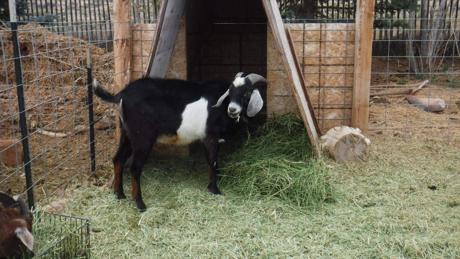 Nubian buck one year old $200 OBO