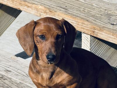 Dachshund Puppy