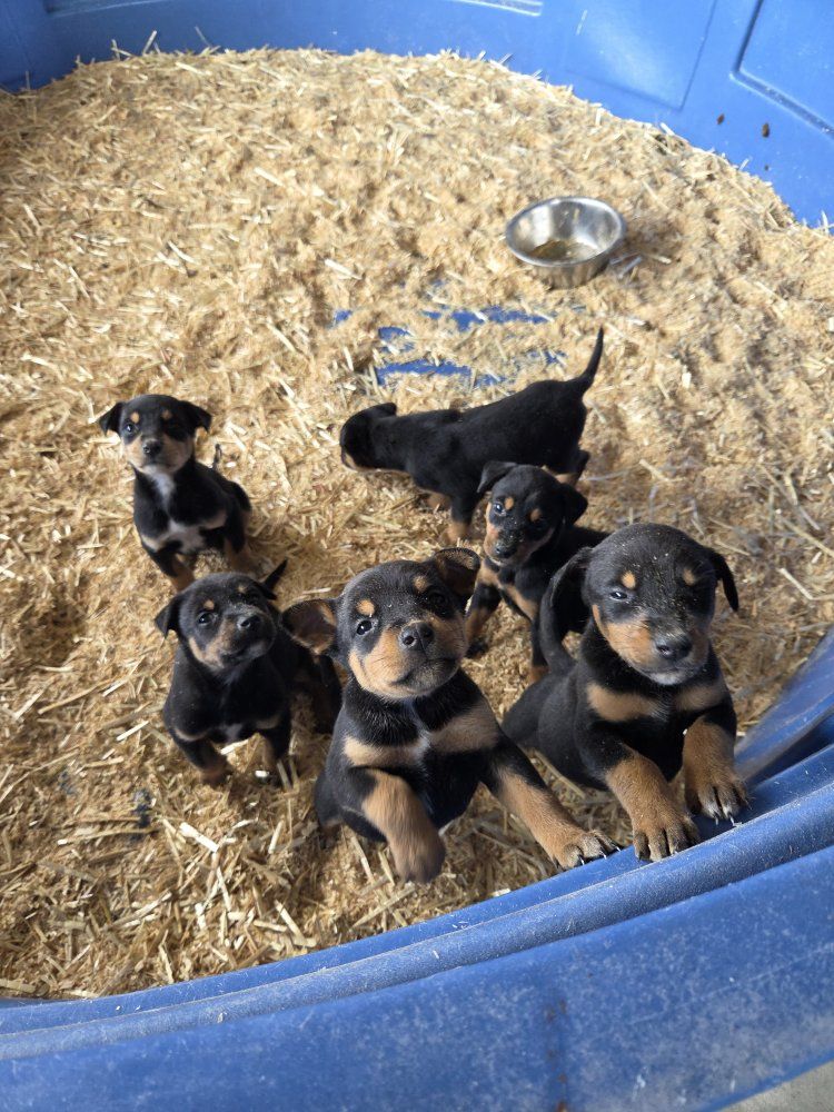 Adorable doberman/mixed breed puppies