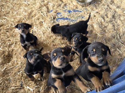 Adorable doberman/mixed breed puppies