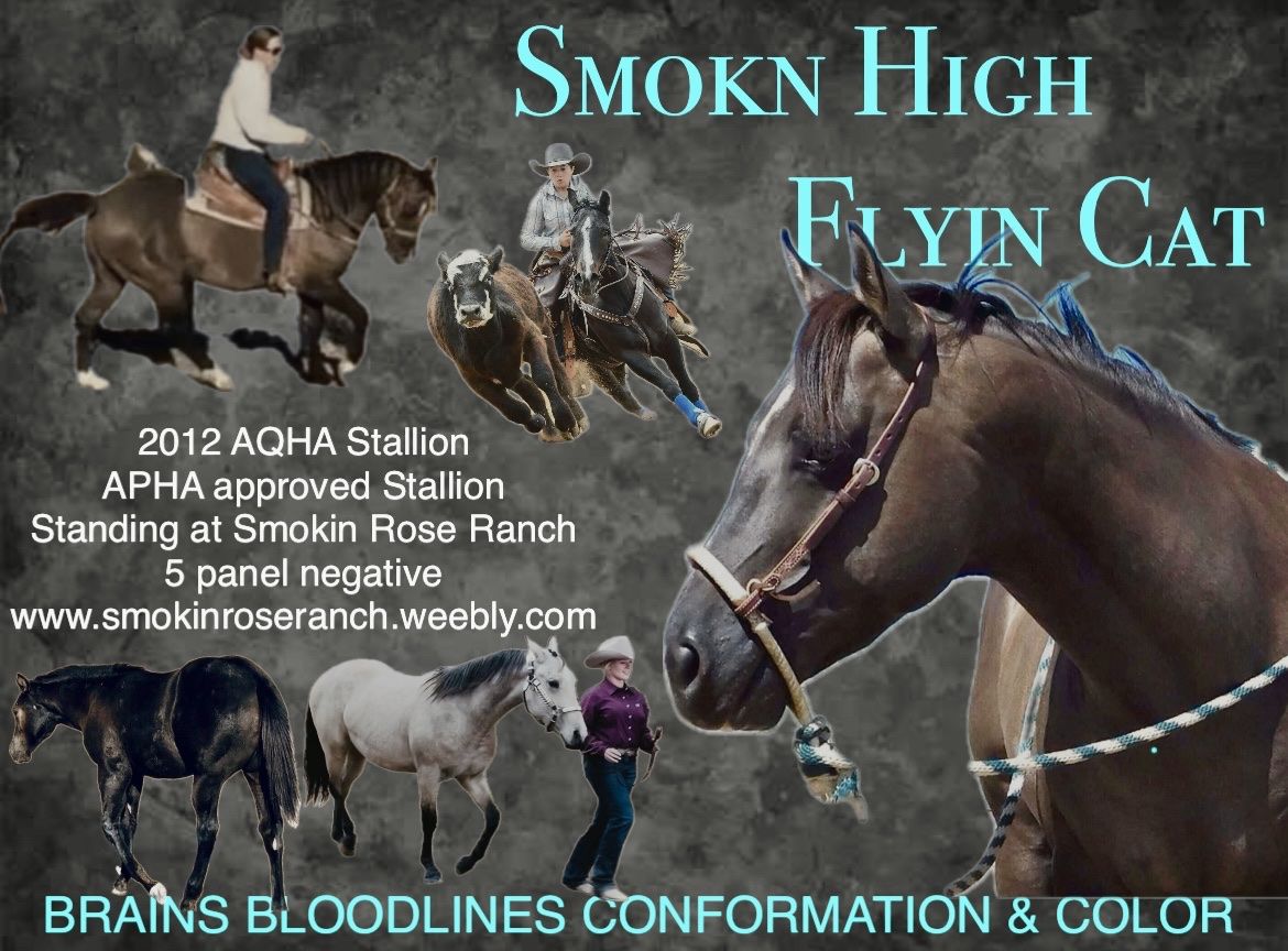 Smokn High Flyin Cat