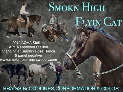 Smokn High Flyin Cat