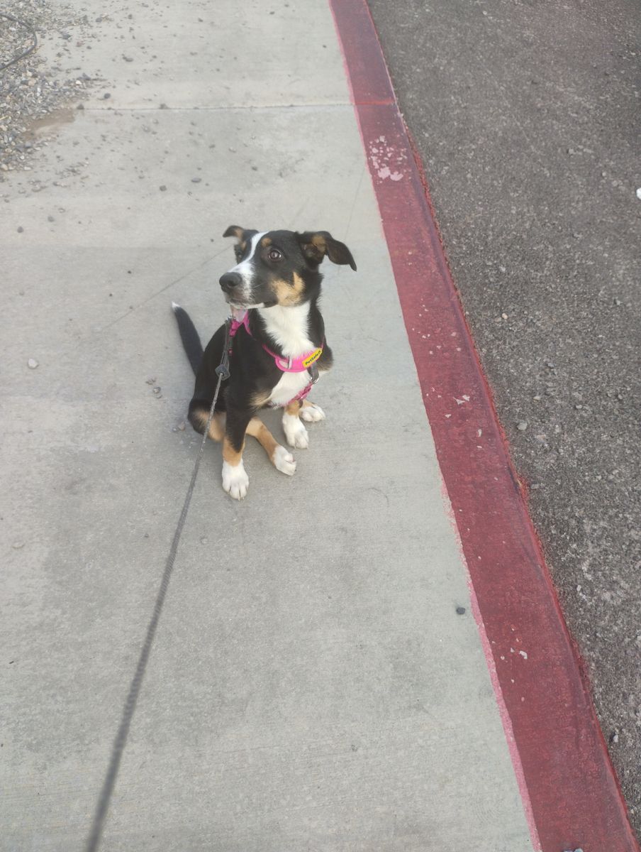 Female Collie husky puppy 4 months old