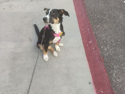 Female Collie husky puppy 4 months old