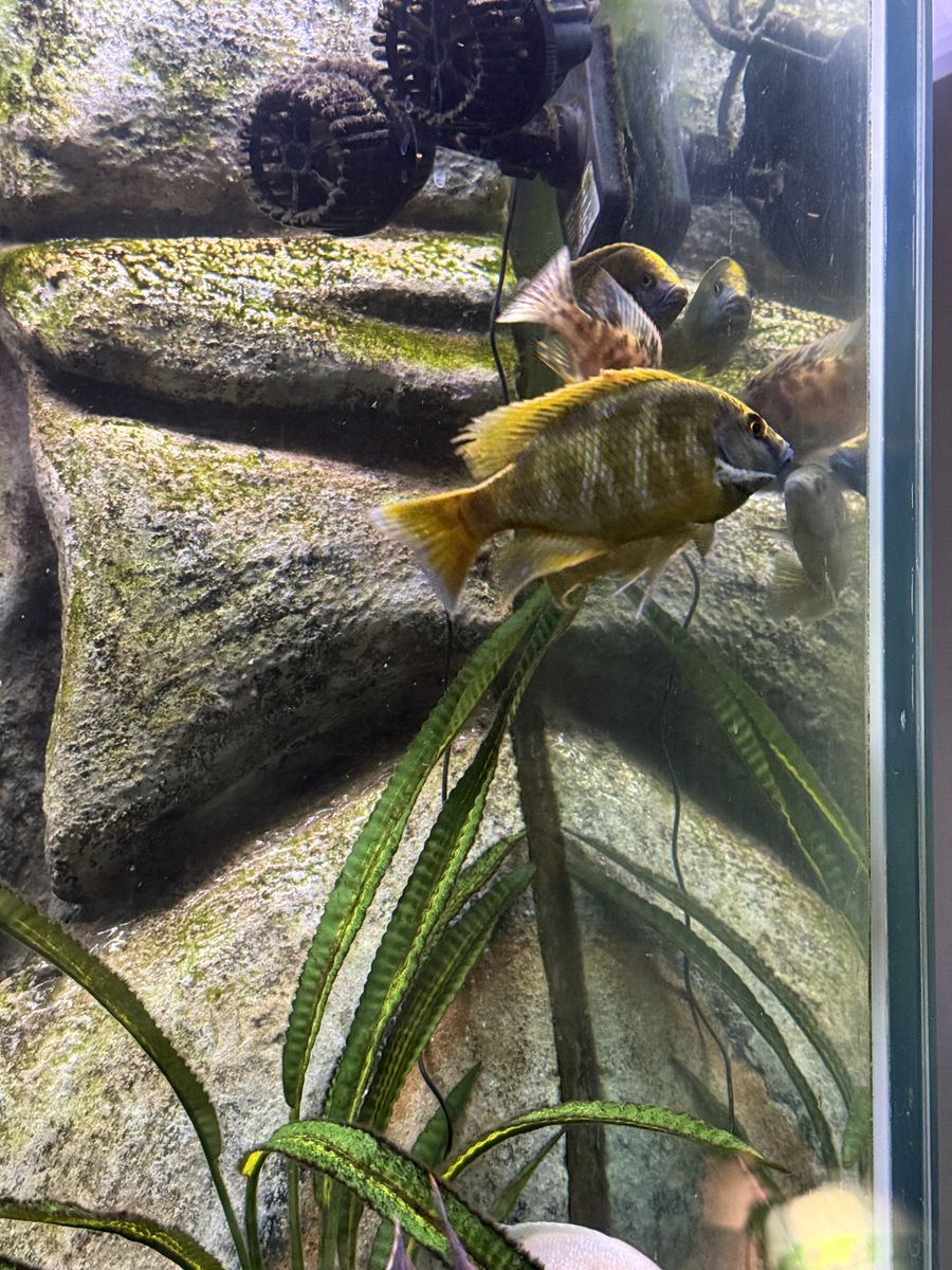 2 Venustus (Giraffe Hap) And 2 OB