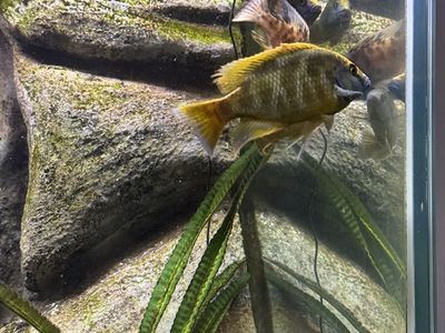 2 Venustus (Giraffe Hap) And 2 OB