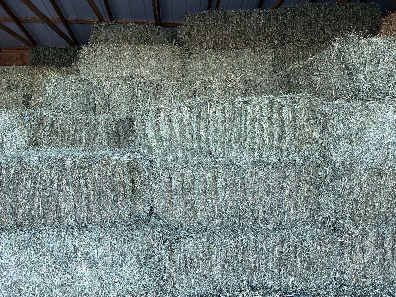 Orchard Grass Hay First Crop