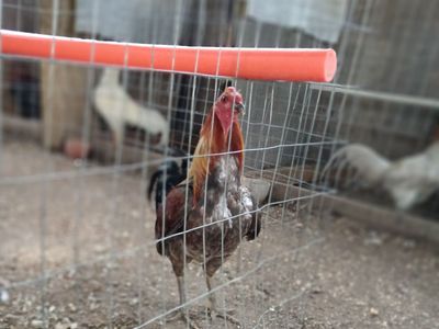 Gamefowl roosters