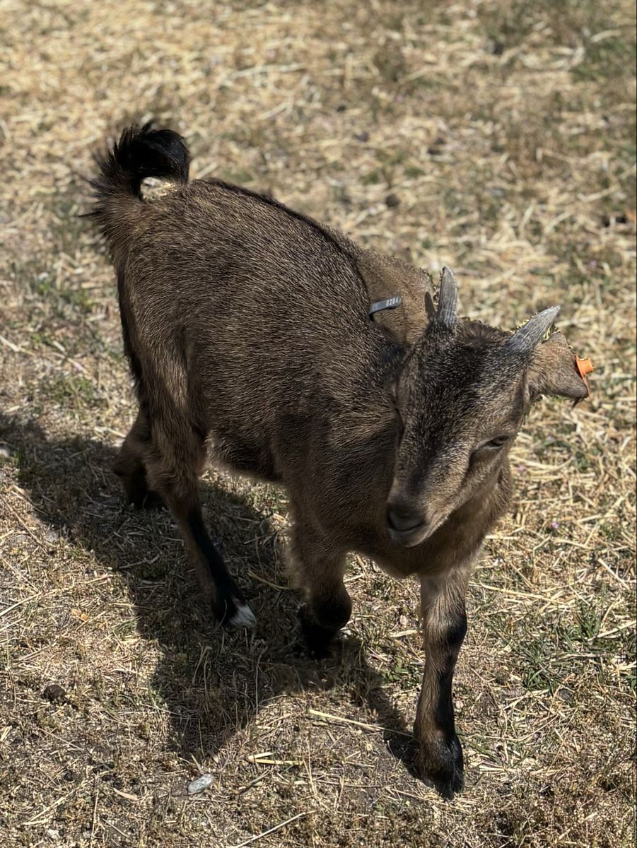 Spanish Goat