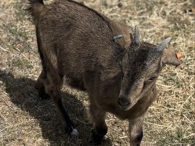 Spanish Goat