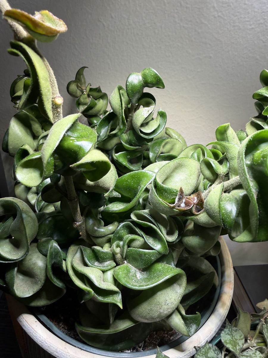 Multiple plants for sell