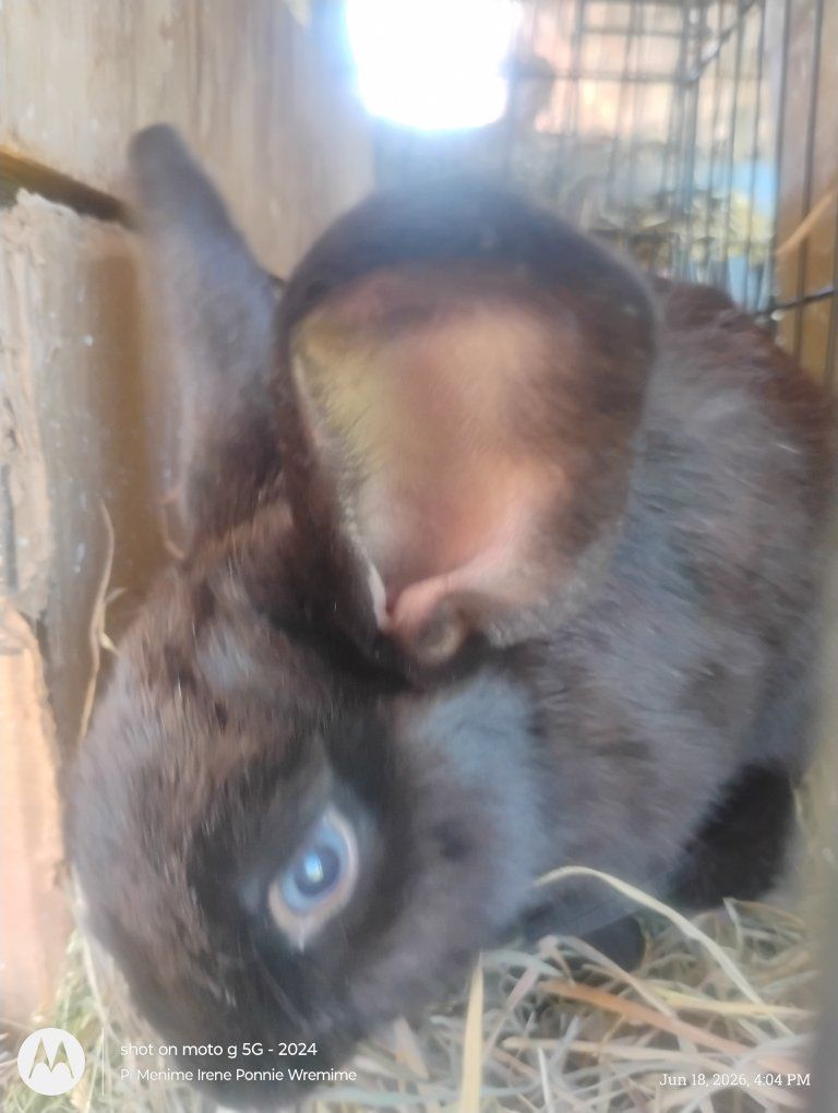 bunny- the name's rooster