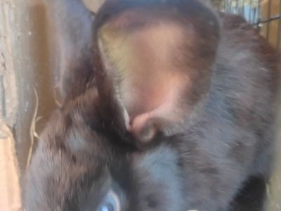 bunny- the name's rooster