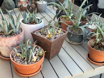 Blue Agave Cactus Plants & $49 & $29