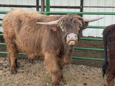 Brown Highlander Bull 3 year old - Ready for New Pasture. Very gentle