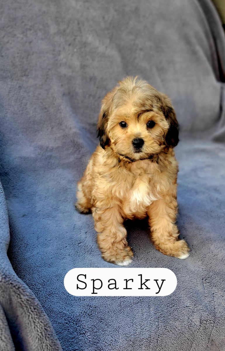 Shihpoo ( Shihtzu Poodle)