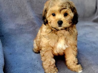 Shihpoo ( Shihtzu Poodle)