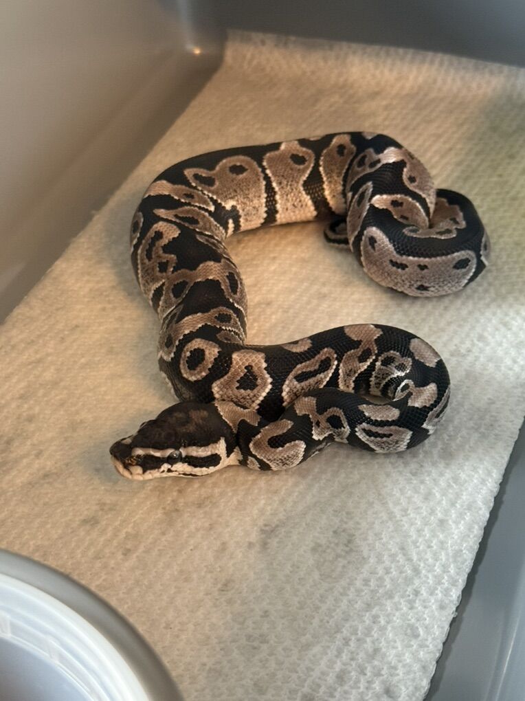 Axanthic 66% DH Piebald Clown Ball Python