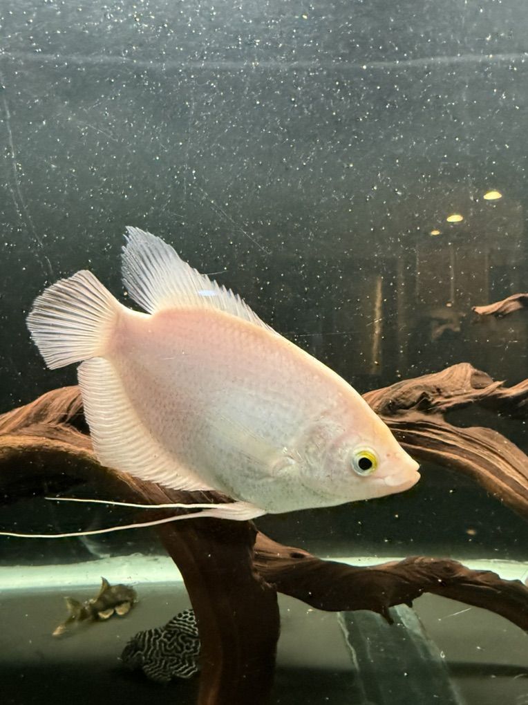Gold Giant gourami