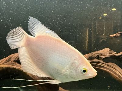 Gold Giant gourami