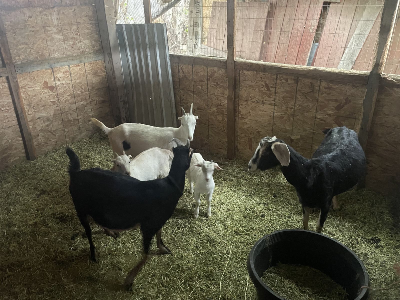 Milk goats