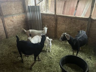 Milk goats