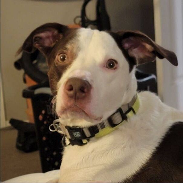 Hello my name is Rocco