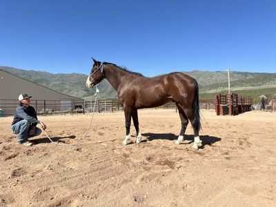 10 Year Old Head Horse