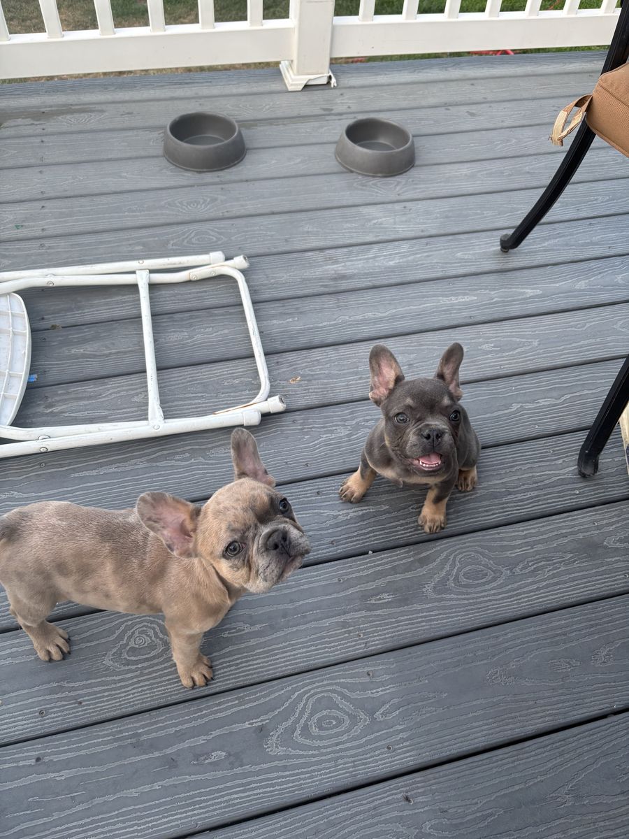 French bulldogs