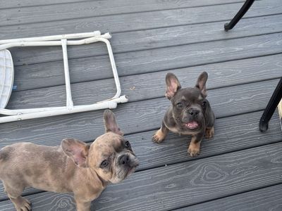 French bulldogs
