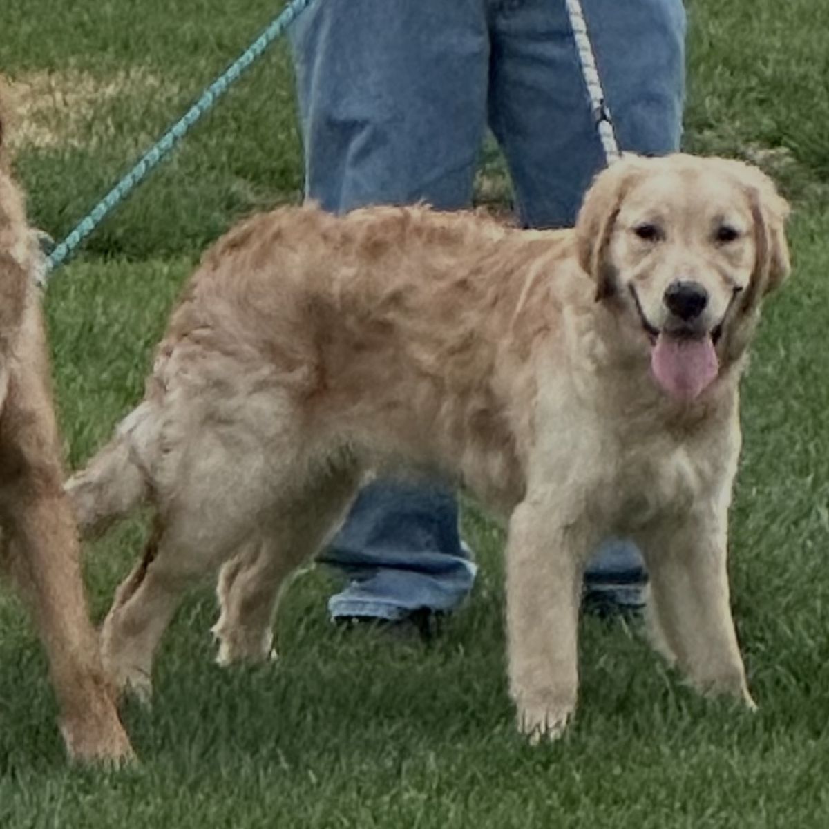 Sweet 6-Month Golden Retriever Puppy – AKC Papers, Shots Up to Date