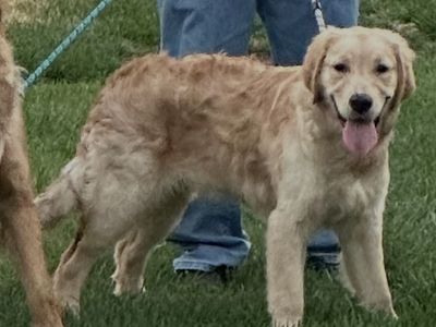 Sweet 6-Month Golden Retriever Puppy – AKC Papers, Shots Up to Date