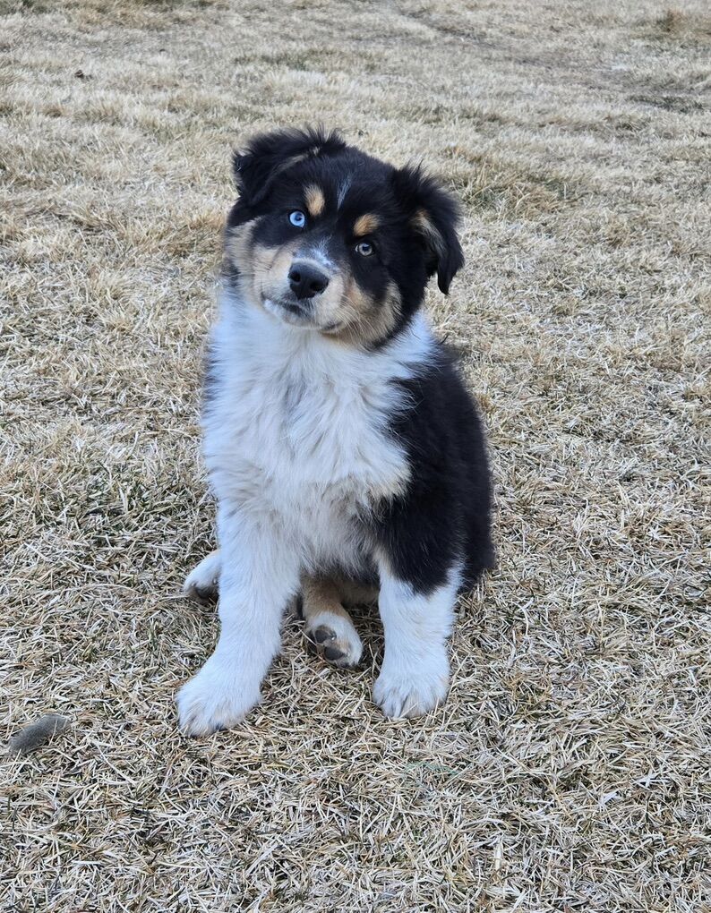 AKC Australian Shepherd Puppies- Ready Now